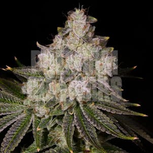 Photo of Donkey Butter