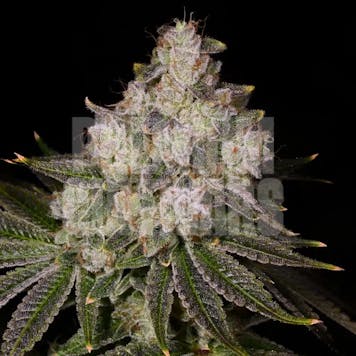 Photo of Donkey Butter