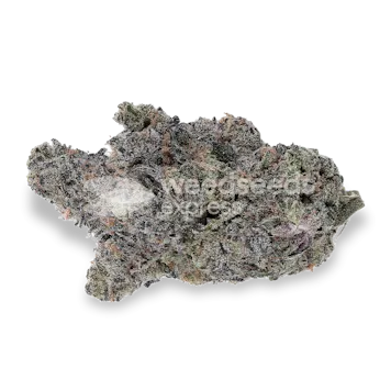 Photo of Gush Mints Feminized Seeds