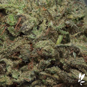 Photo of Swami's Sativa