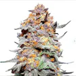 Product image for Grand Daddy Purple Fem Seeds