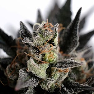 Photo of Lemon Haze Auto