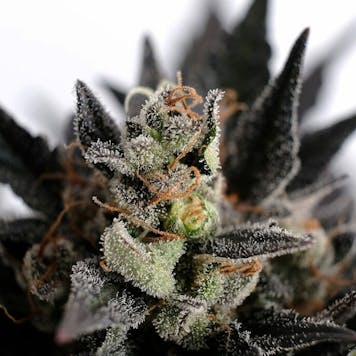 Photo of Lemon Haze Auto