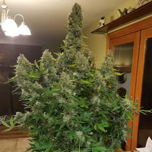 Photo of Gorilla Glue Seeds - Autoflower
