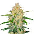 Product image for Zkittlez Autoflower Seeds