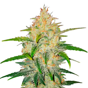 Photo of Zkittlez Autoflower Seeds