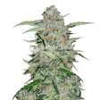 Product image for GMO Cookies Feminized Seeds