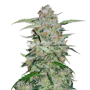 Photo of GMO Cookies Feminized Seeds