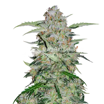 Photo of GMO Cookies Feminized Seeds