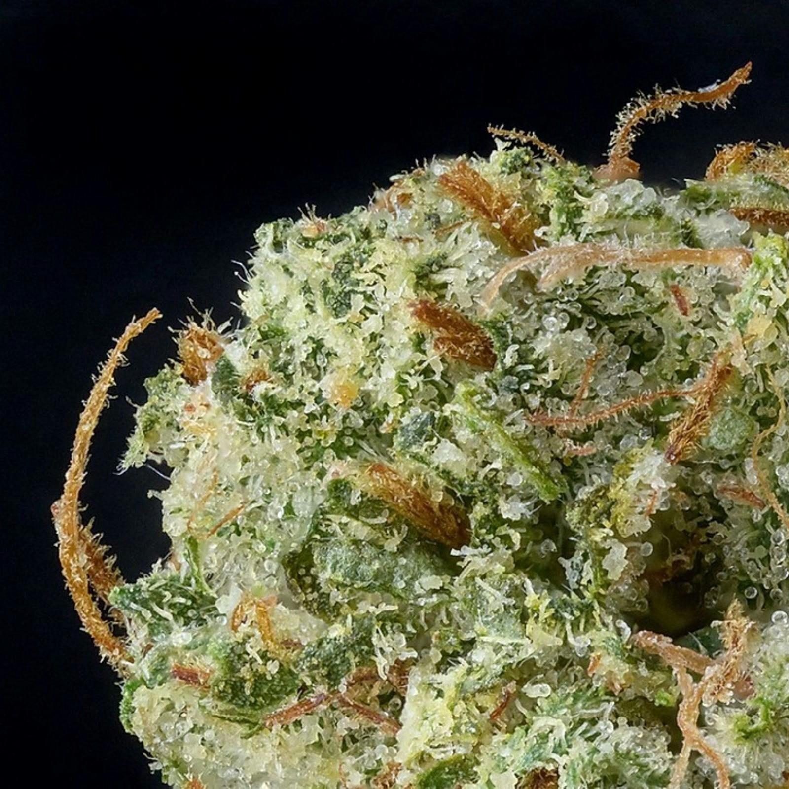 Poppy Flower Jet Fuel Leafly