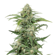 Product image for CBD Kush Feminized Seeds