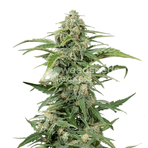 Photo of CBD Kush Feminized Seeds