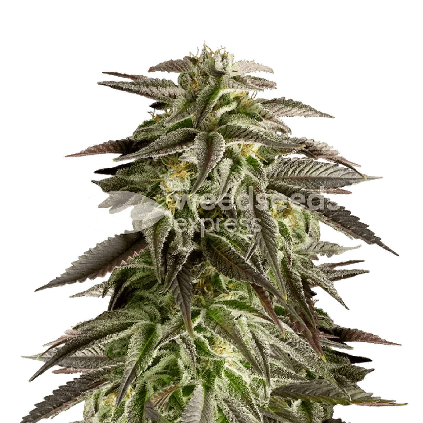Weedseedsexpress Blue Cheese autoflower seeds Leafly