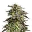 Product image for Blue Cheese Autoflower Seeds