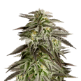 Blue Cheese Autoflower Seeds