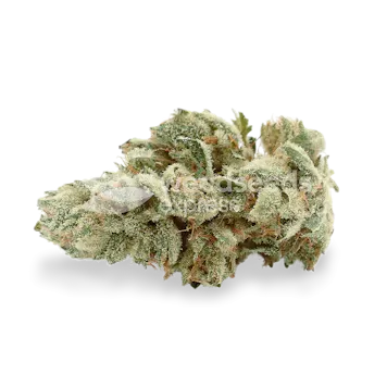 Photo of Gelato Autoflower Seeds