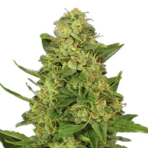 Photo of Candy Kush Feminized