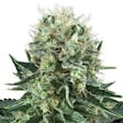 Product image for Big Bubble Feminized