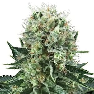 Photo of Big Bubble Feminized