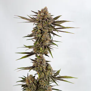 Photo of Super Silver Blue Magoo