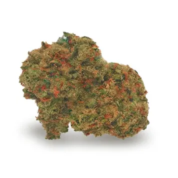 Photo of Bonbon D'Amour Feminized