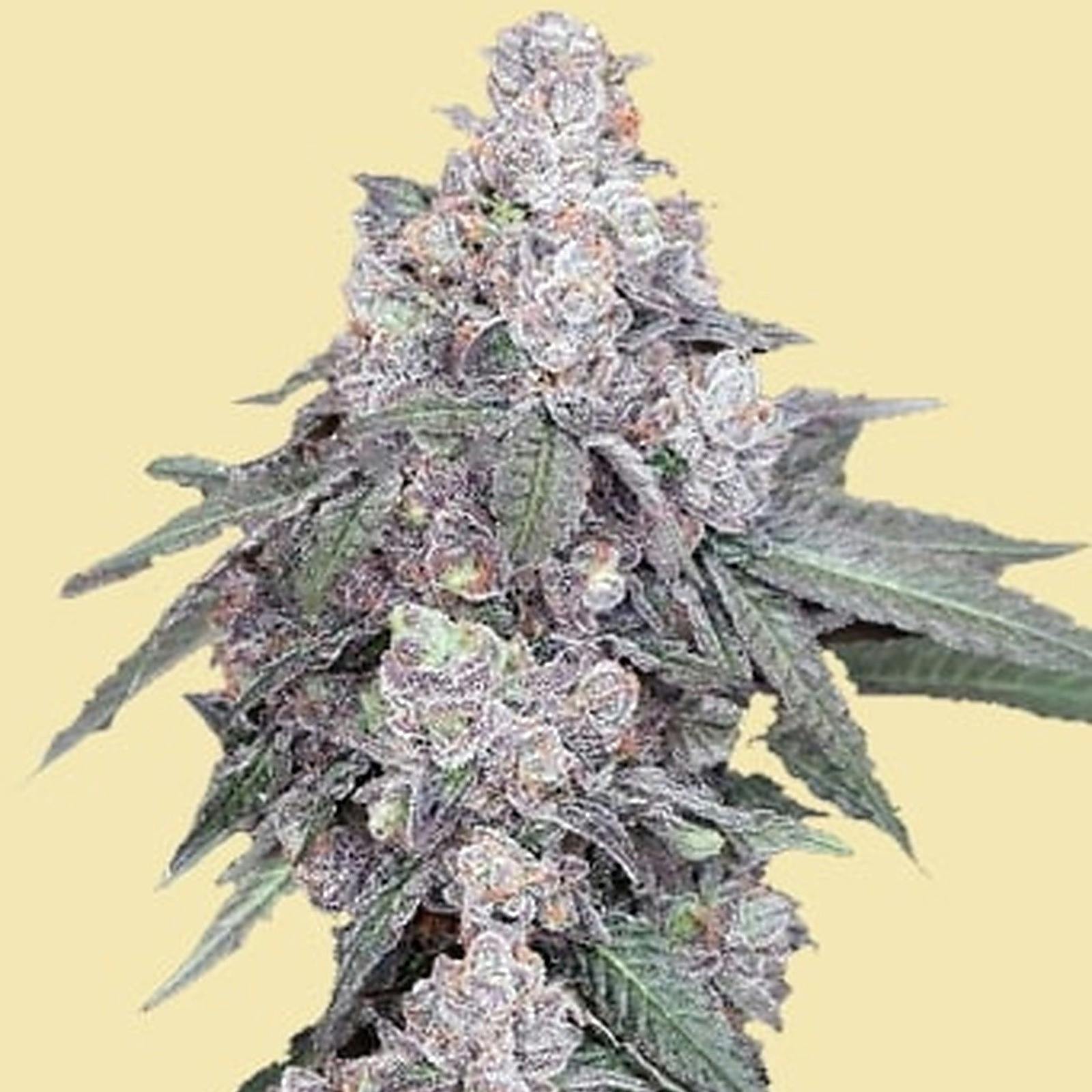 The Seed Connect AUTO WHITE RUNTZ AUTOFLOWER SEEDS Leafly