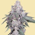 Product image for AUTO WHITE RUNTZ AUTOFLOWER SEEDS