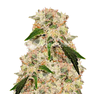 Photo of Rainbow Feminized Seeds