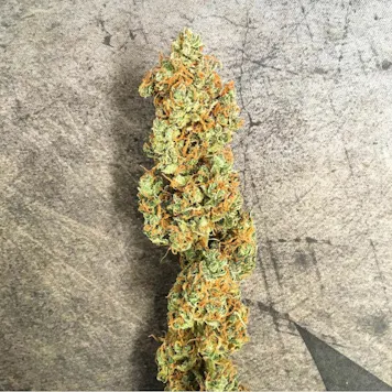 Photo of Caramelo Early Version