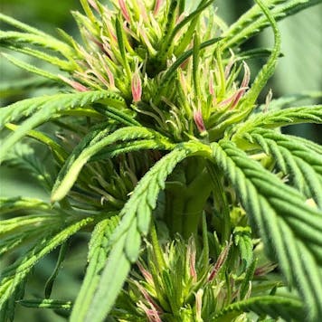 Photo of Blueberry Malawi