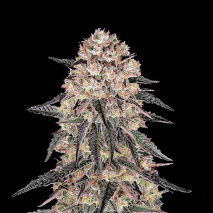 Photo of Biscotti Skunk Cannabis Seeds Feminized