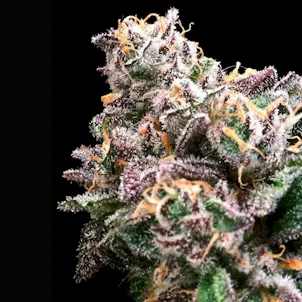 Photo of Crazy Train FAST Feminized Seeds
