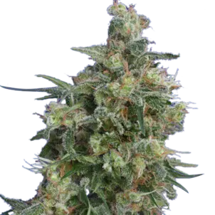 Photo of Bubba Kush (fem) seeds