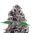 Product image for CBD Purple Kush Autoflower Seeds