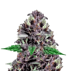 Photo of CBD Purple Kush Autoflower Seeds