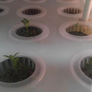 Photo of Indoor Hydroponic Cloning/Vegging Chamber - C2001-CC