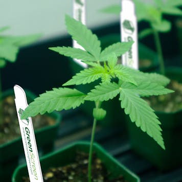 Photo of GreenScreen Plant Sex ID Kit