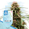 Product image for Frosted Guava Automatic by Zamnesia Seeds