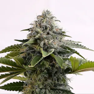 Photo of Amnesia Dream XL Auto