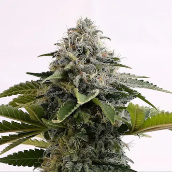 Photo of Amnesia Dream XL Auto