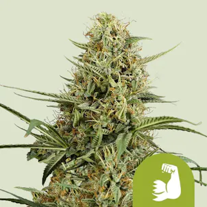 Photo of Hulkberry Automatic