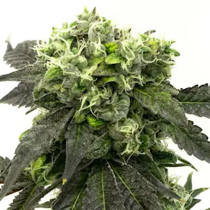 Photo of Zombie D.F. Feminized