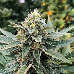 Photo of T1 Trump CBD Feminized Hemp Seeds