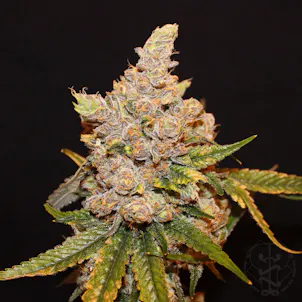 Photo of Mango Cookies by Pearl Pharma