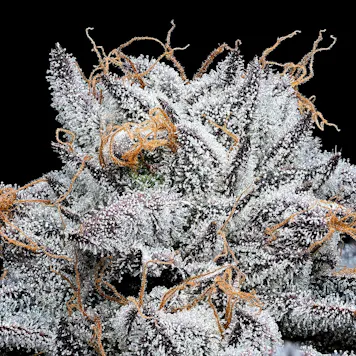 Photo of Laura Charles