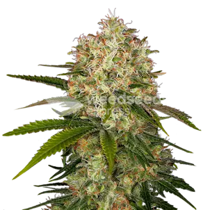 Photo of Afghani Autoflower Seeds