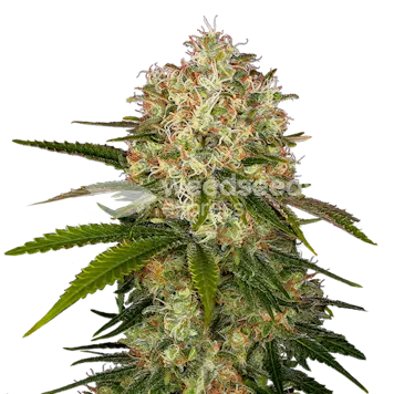 Photo of Afghani Autoflower Seeds