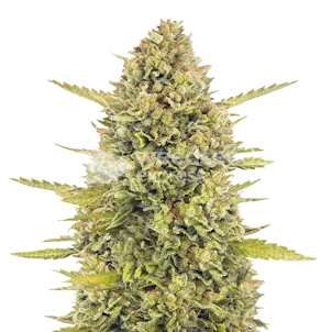 Photo of Acapulco Gold Autoflower Seeds