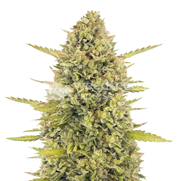 Photo of Acapulco Gold Autoflower Seeds