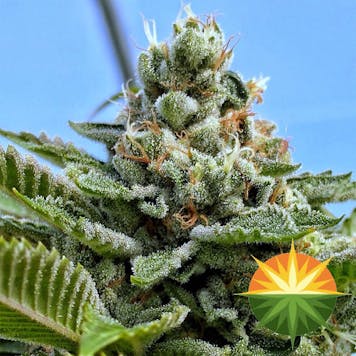 Photo of Presidential OG